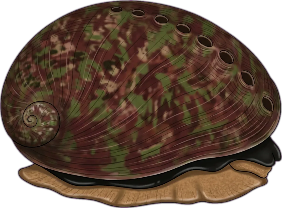 Blacklip Abalone illustration