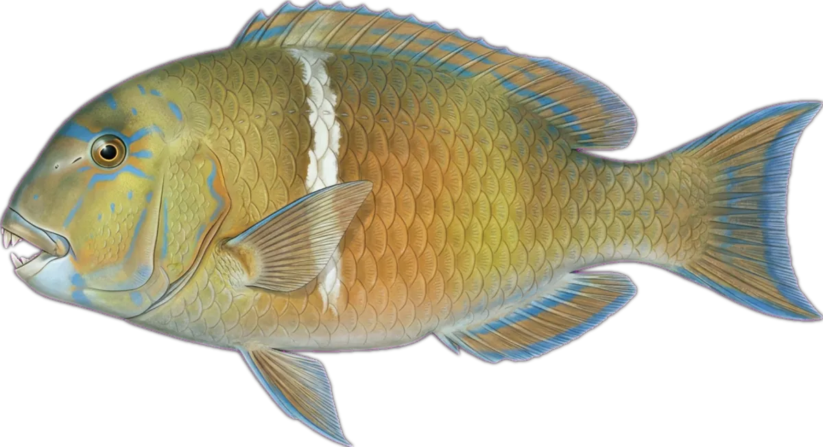 Anchor Tuskfish illustration