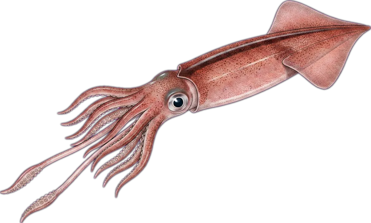 Arrow Squid illustration