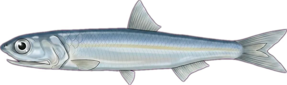 Australian Anchovy illustration