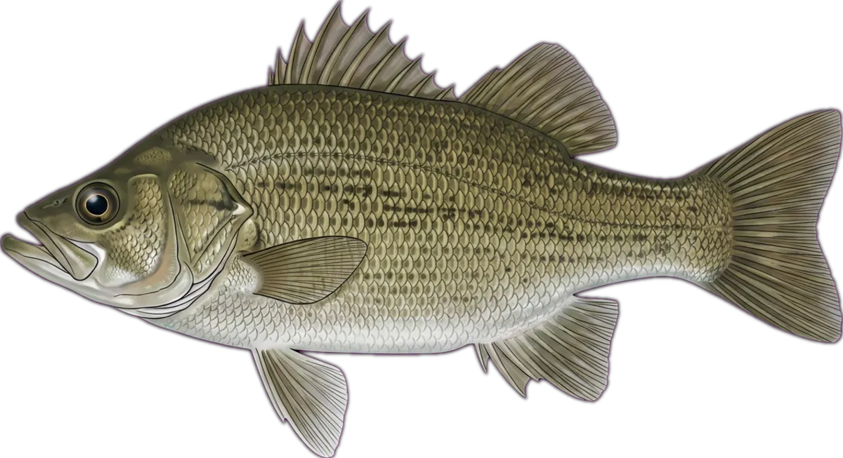 Australian Bass illustration