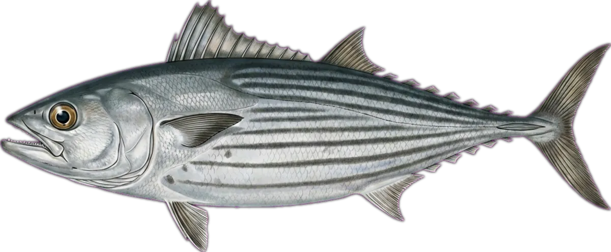Australian Bonito illustration