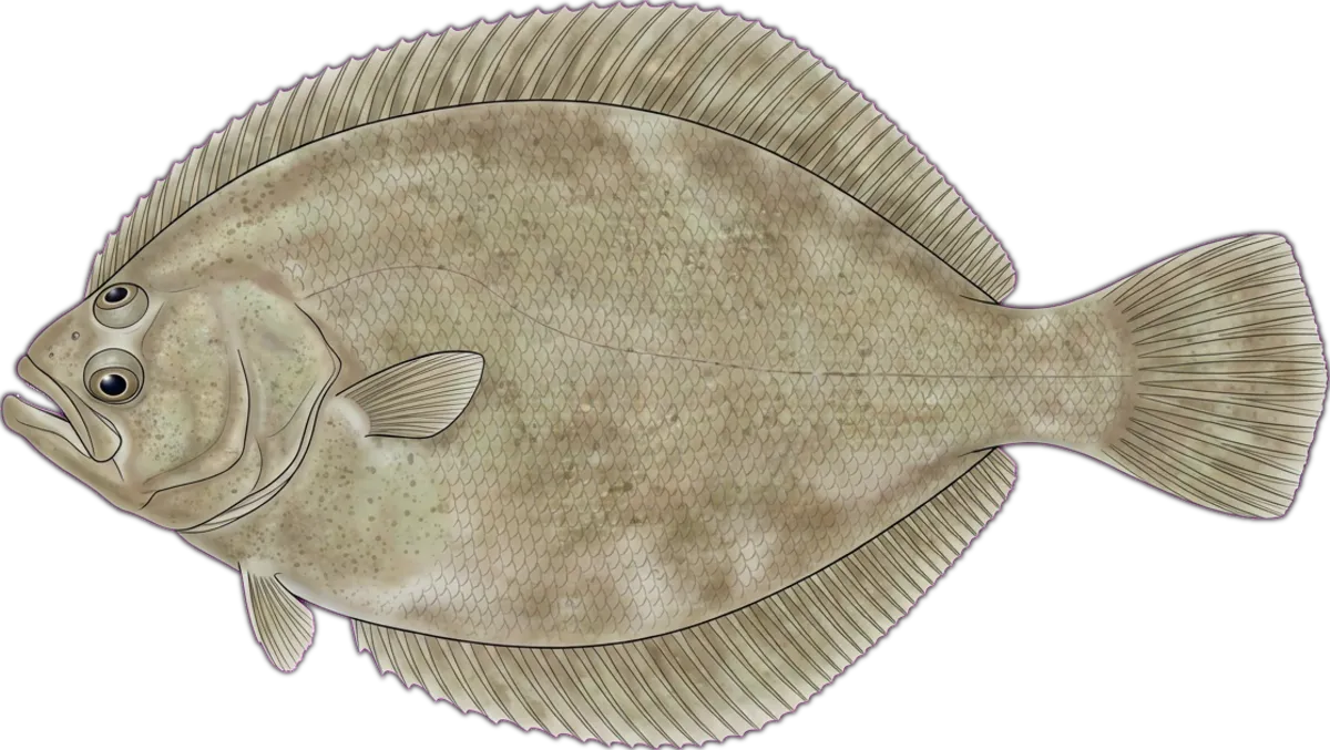 Greenback Flounder illustration