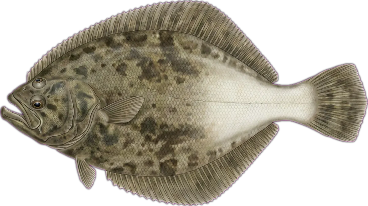 Australian Halibut illustration