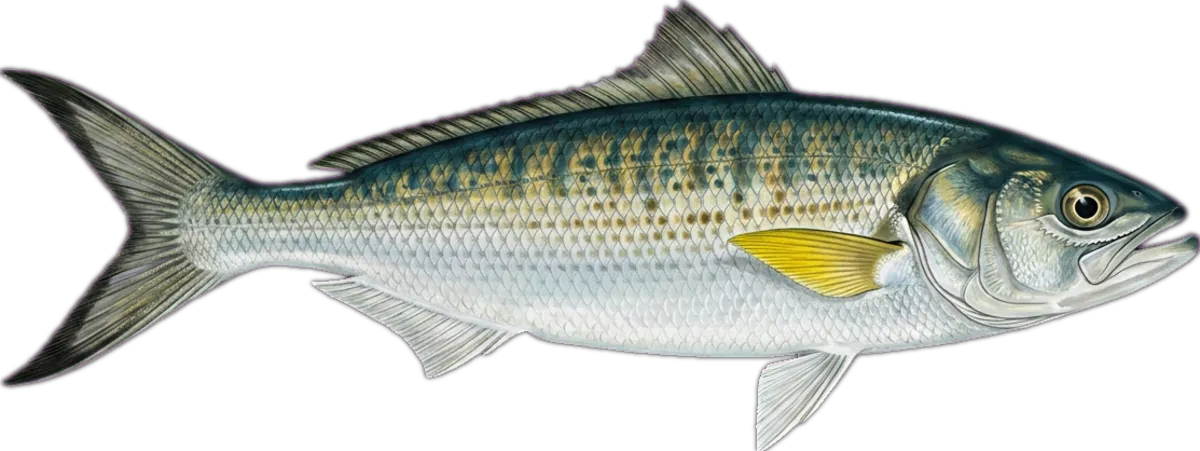 Australian Salmon illustration