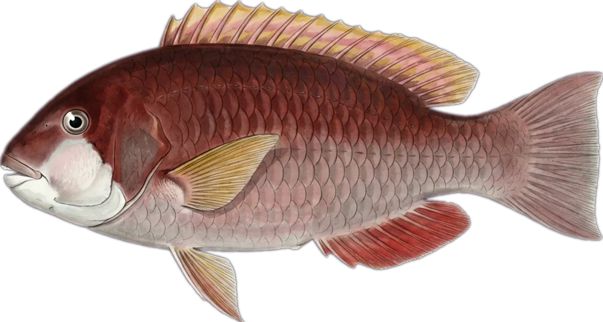 Baldchin Groper illustration