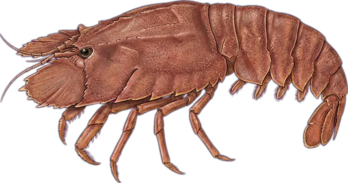 Balmain Bug illustration