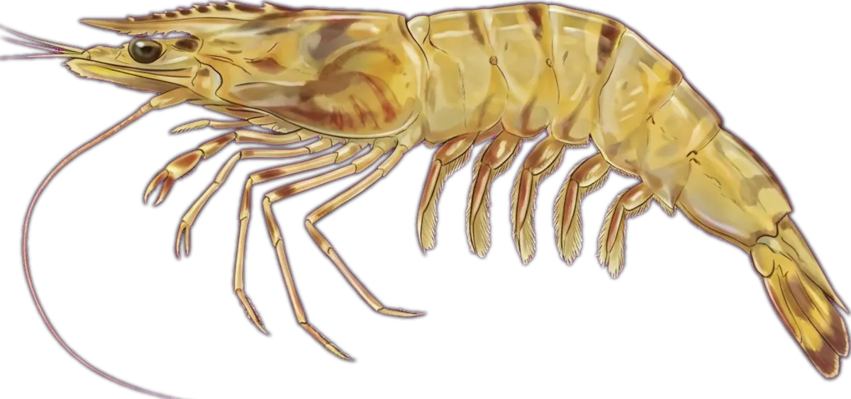 Banana Prawn illustration
