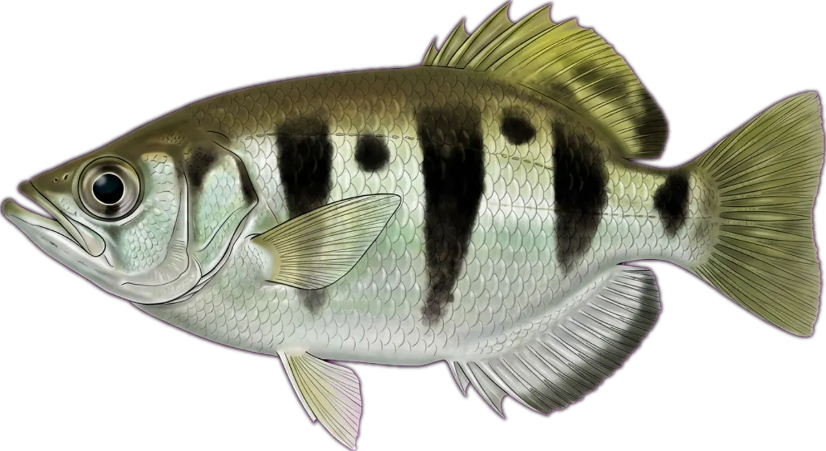 Banded Archerfish illustration