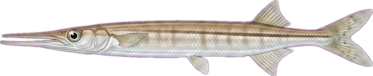 Banded Longtom illustration