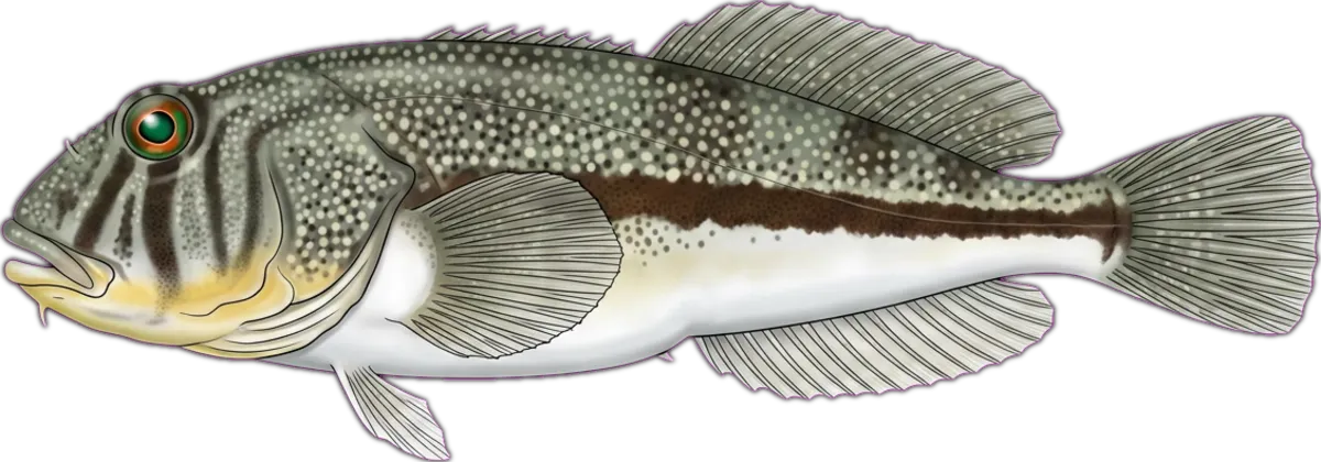 Banded Toadfish illustration