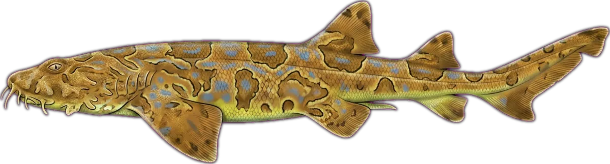 Banded Wobbegong illustration
