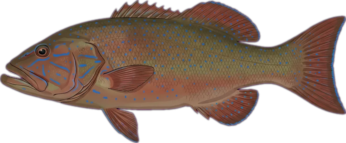 Bar-cheek Coral Trout illustration