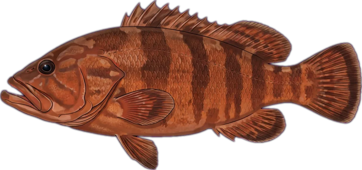 Bar Cod illustration