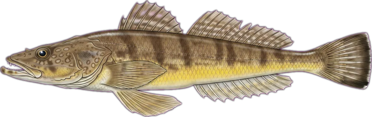 Bar-tailed Flathead illustration