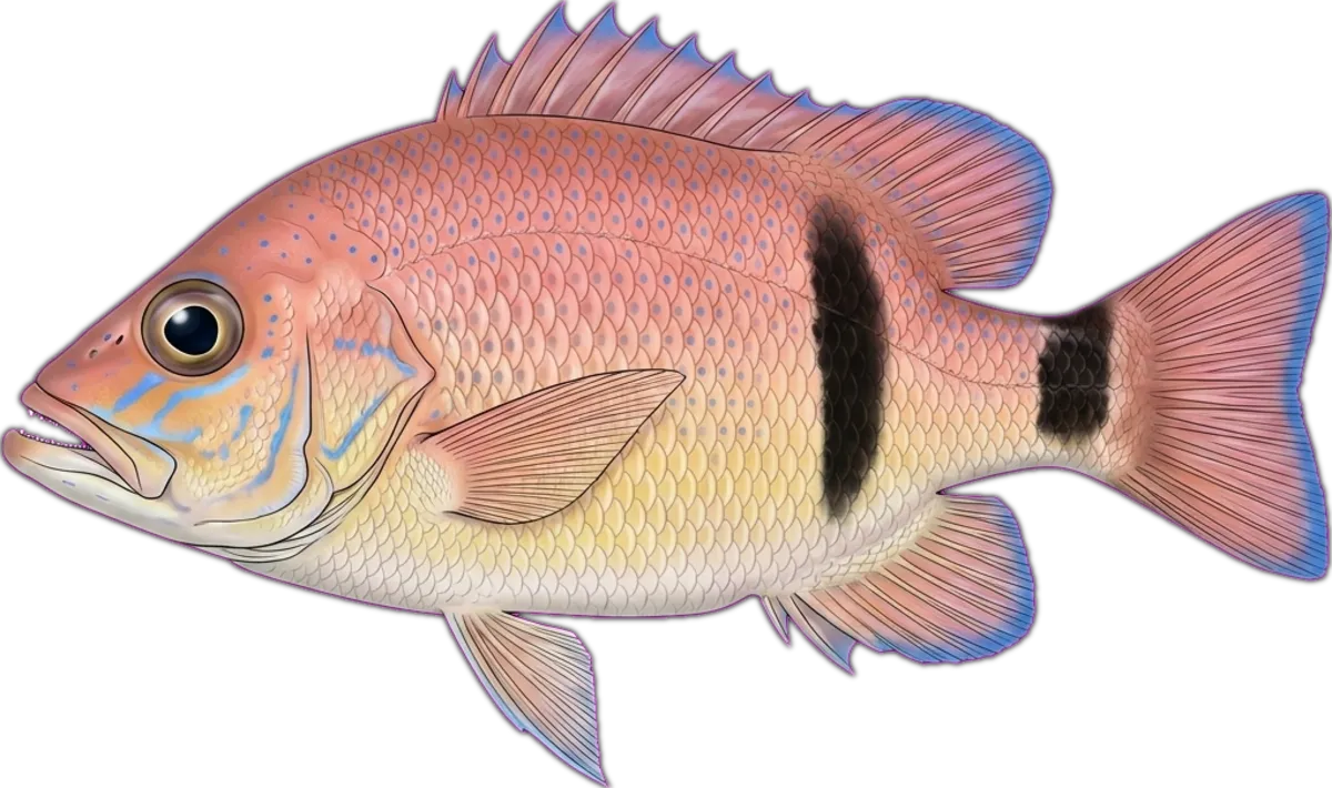 Barber Perch illustration