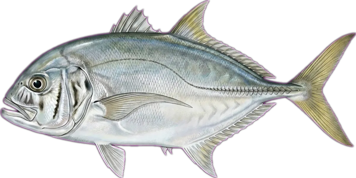 Barcheek Trevally illustration