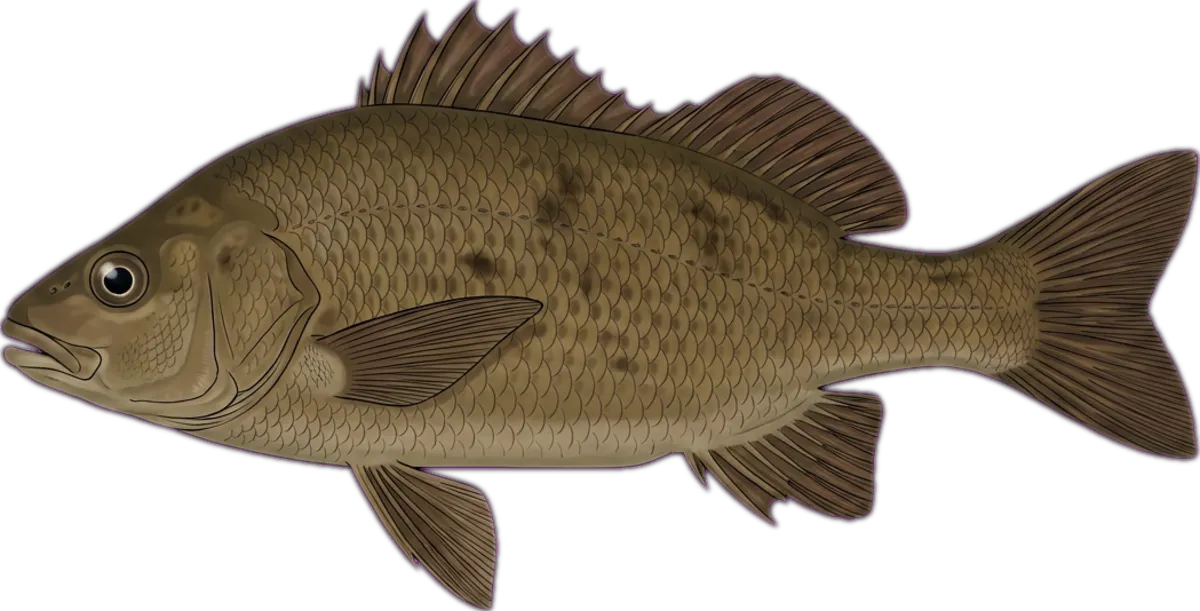 Barcoo Grunter illustration
