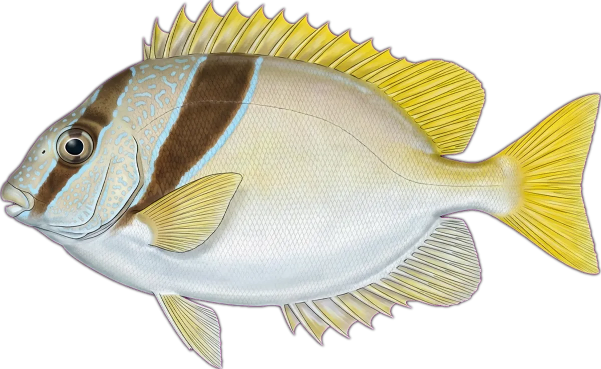 Barhead Rabbitfish illustration