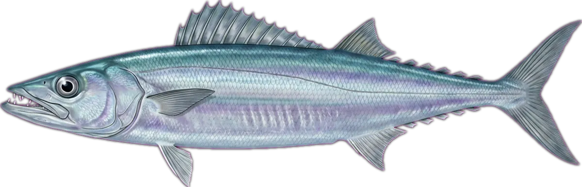 Barracouta illustration