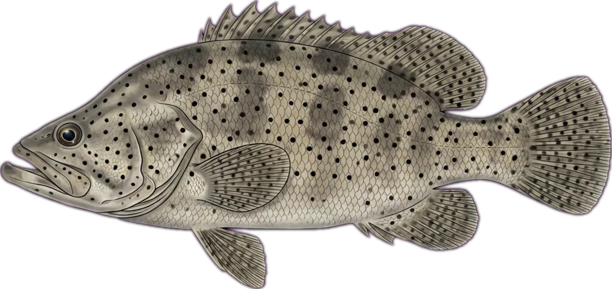 Barramundi Cod illustration