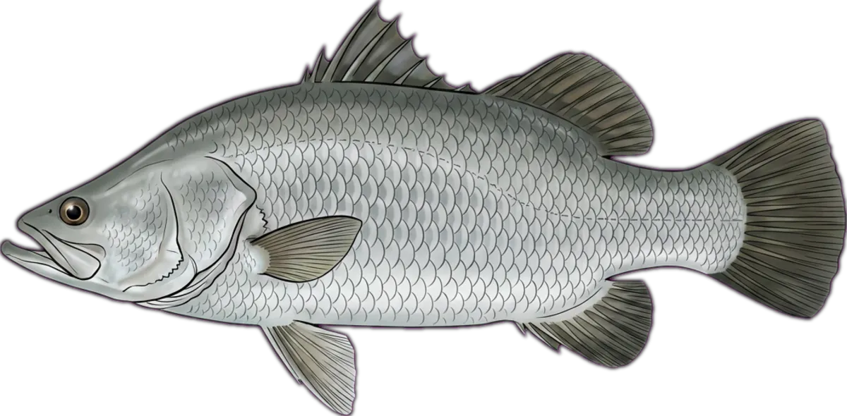 Barramundi illustration