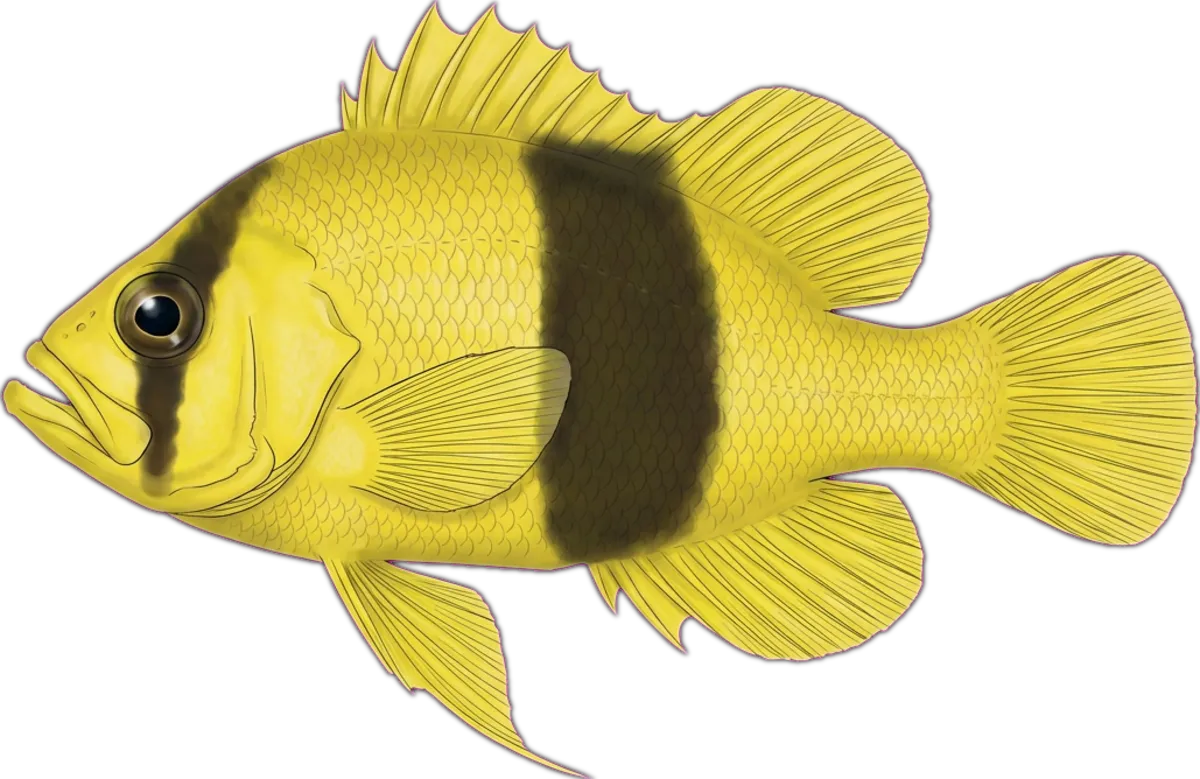 Barred Soapfish illustration
