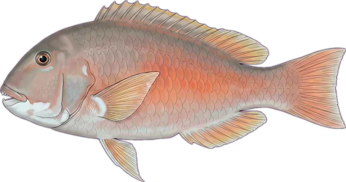 Bluebone Tuskfish illustration