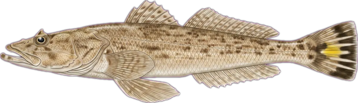 Bartail Flathead illustration