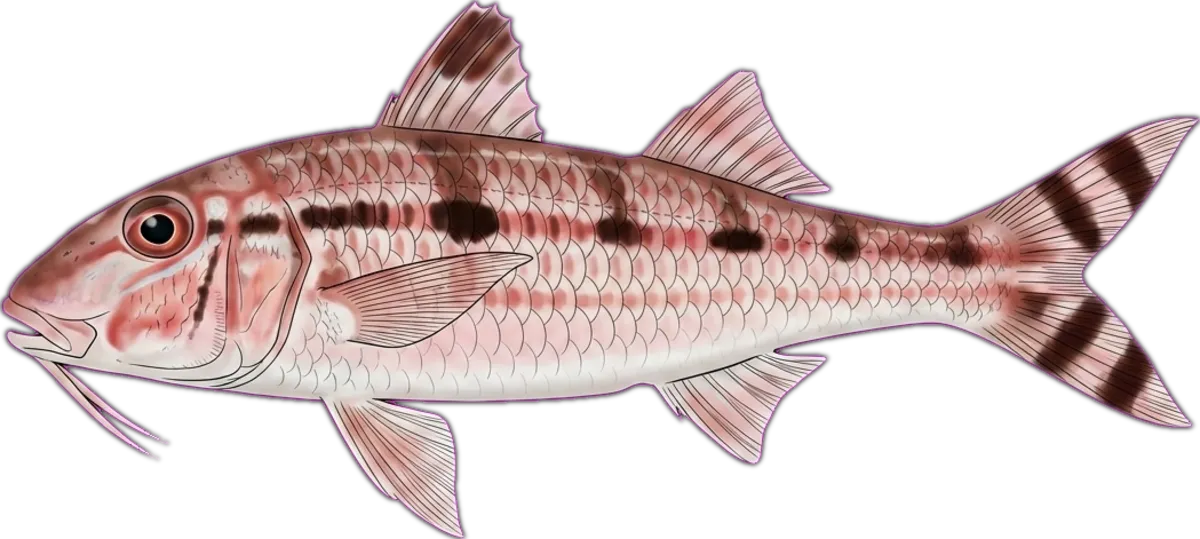Bartail Goatfish illustration