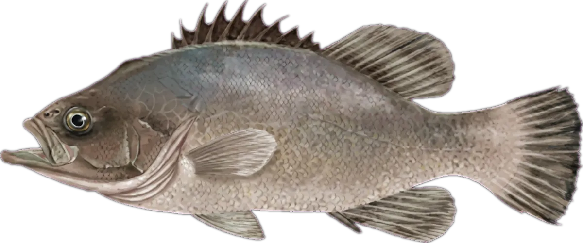 Bass Groper illustration