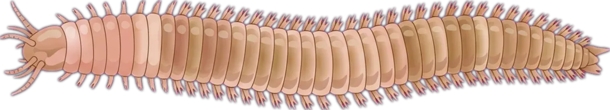 Beach Worm illustration