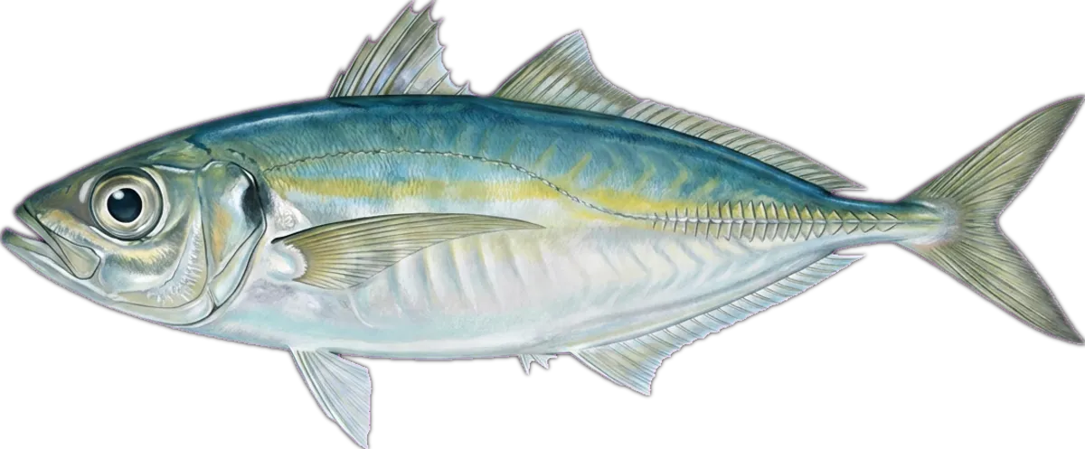 Bigeye Scad illustration