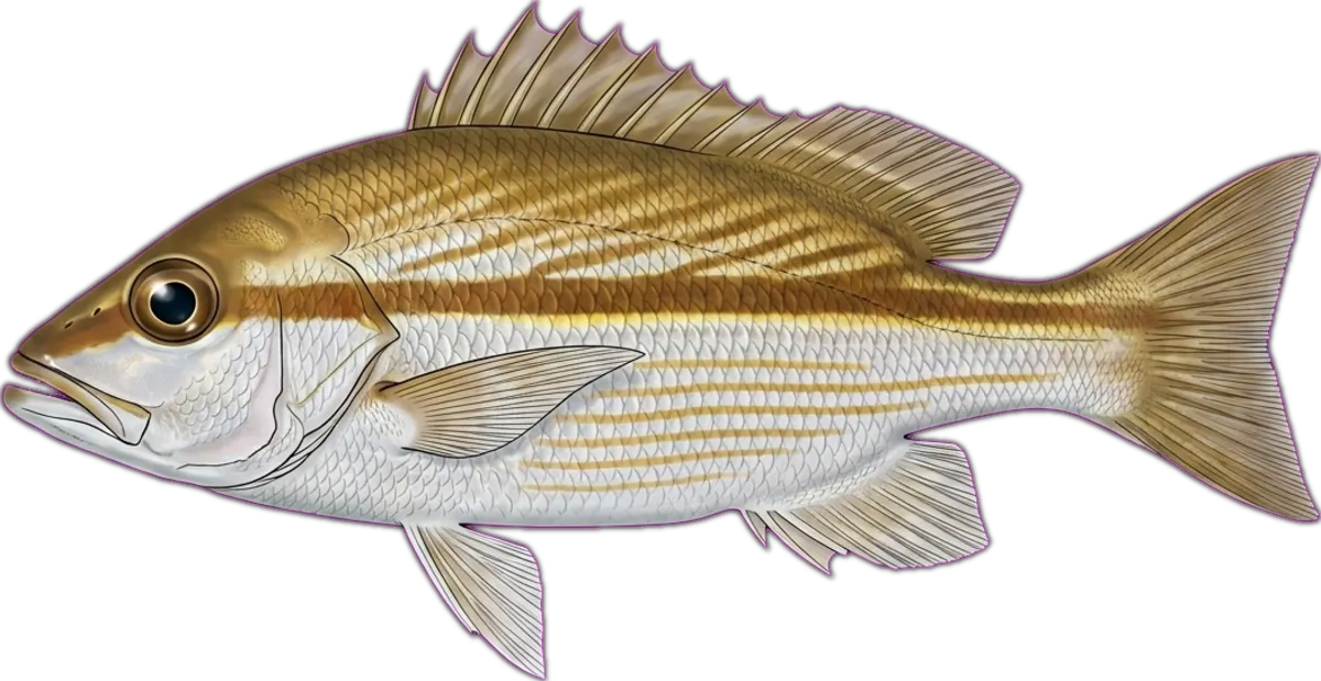 Bigeye Snapper illustration