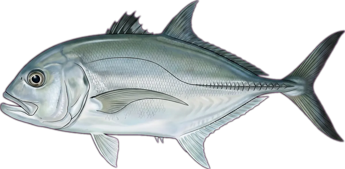 Bigeye Trevally illustration