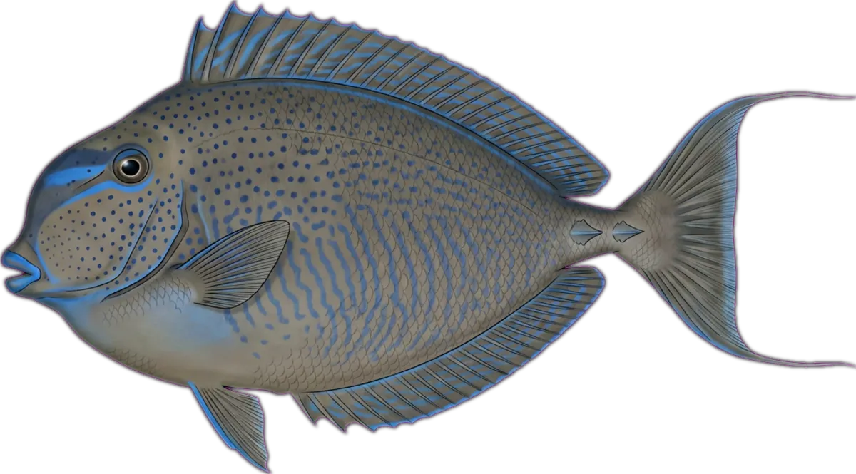 Bignose Unicornfish illustration