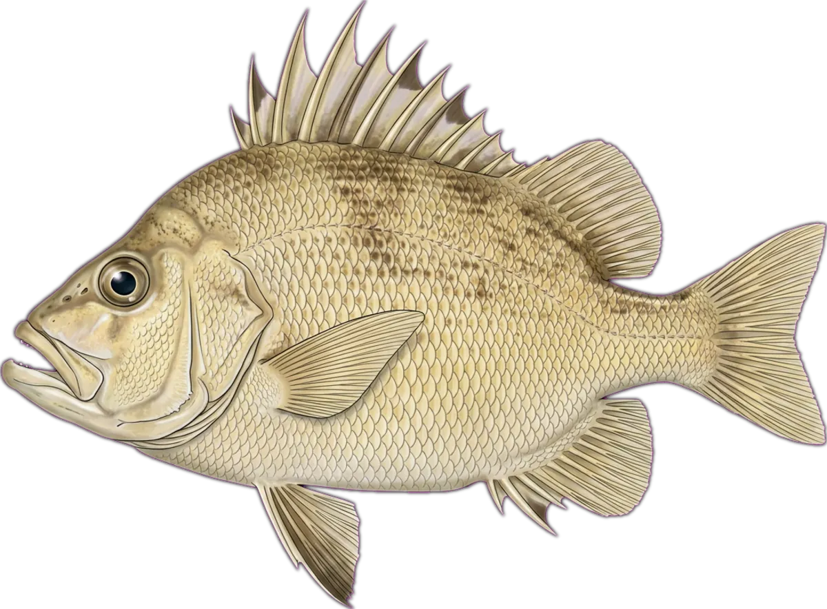 Bigspined Boarfish illustration