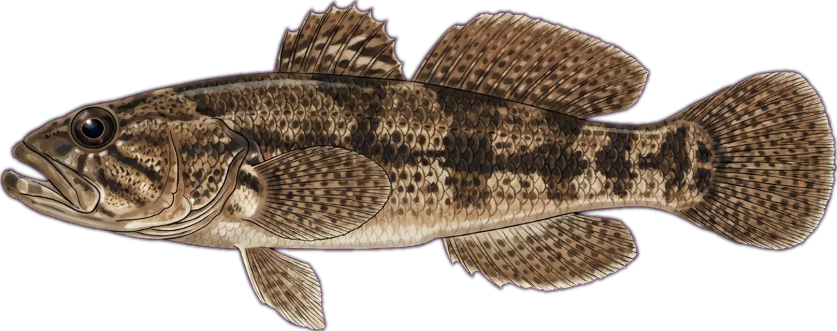 Black-banded Gauvina illustration