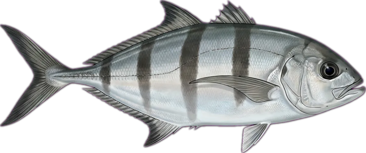Black-banded Trevally illustration