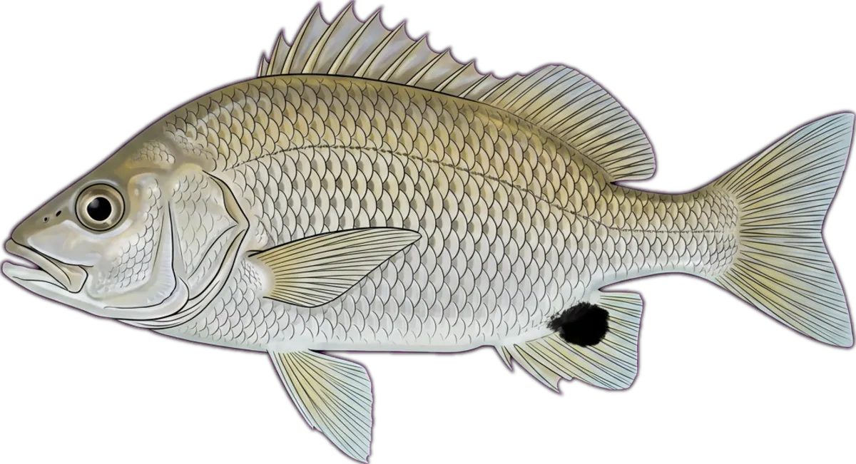 Black-blotch Grunter illustration