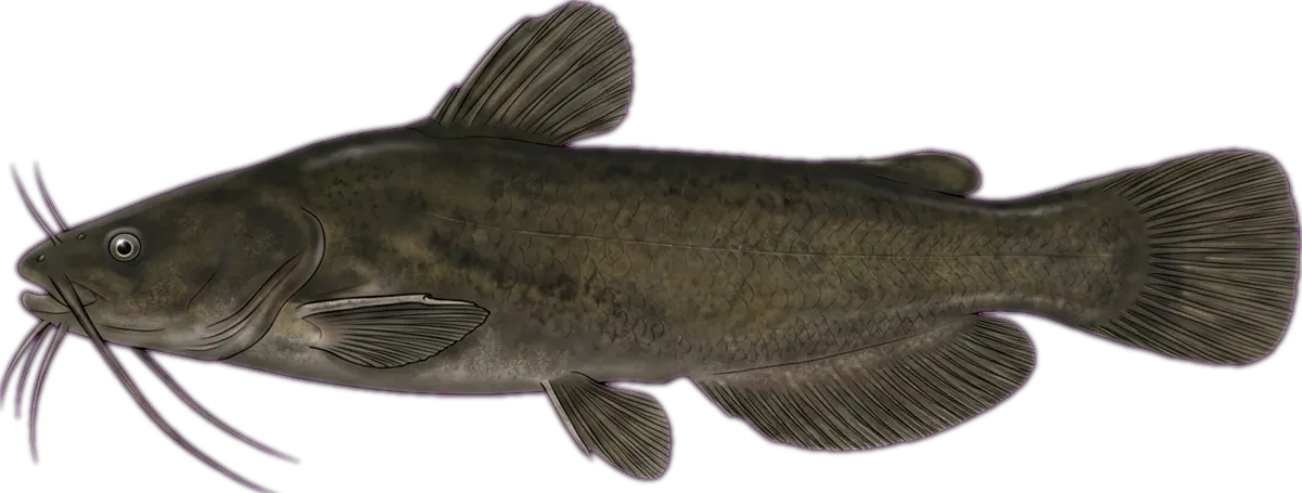 Black Catfish illustration