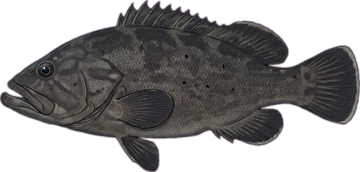 Black Cod illustration