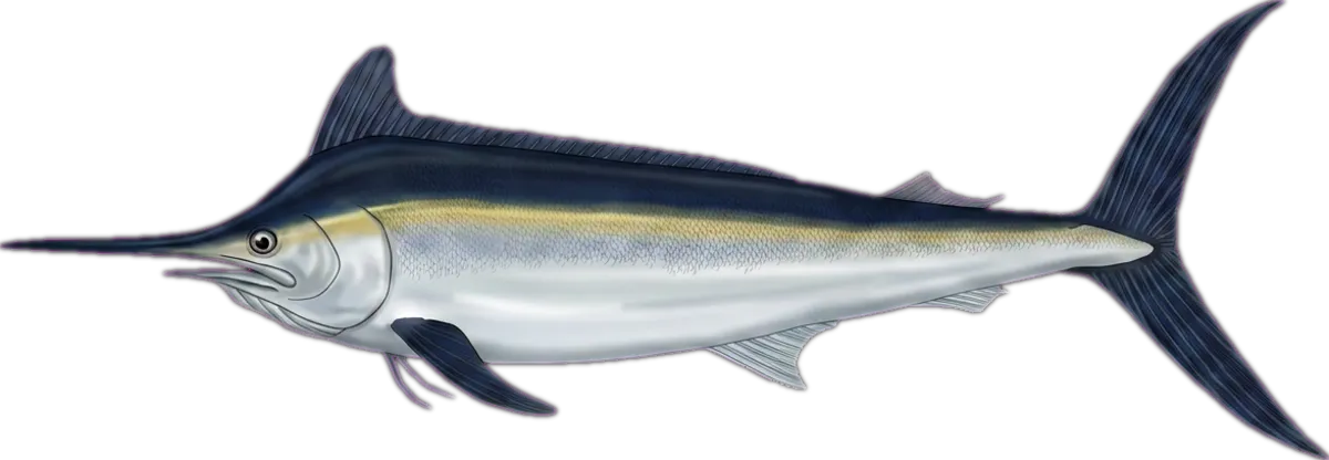 Black Marlin illustration