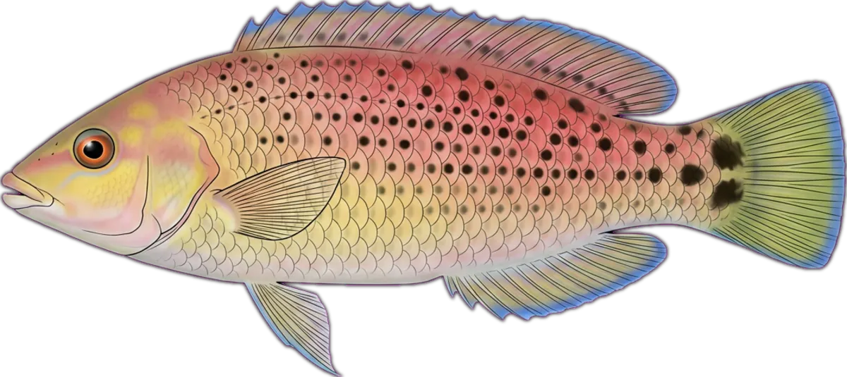 Black-spotted Wrasse illustration