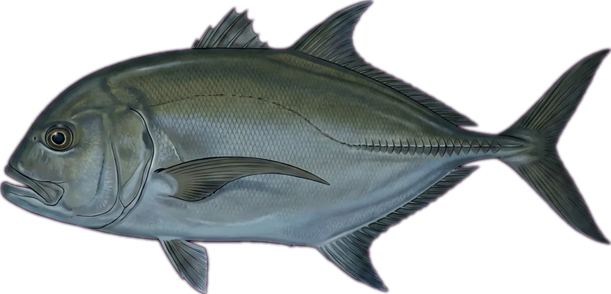 Black Trevally illustration
