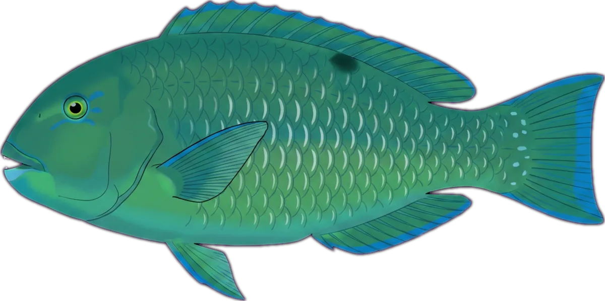 Blackspot Tuskfish illustration