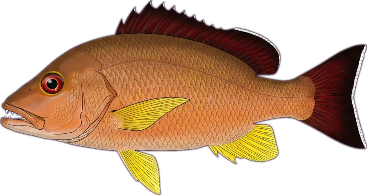 Blacktail Snapper illustration