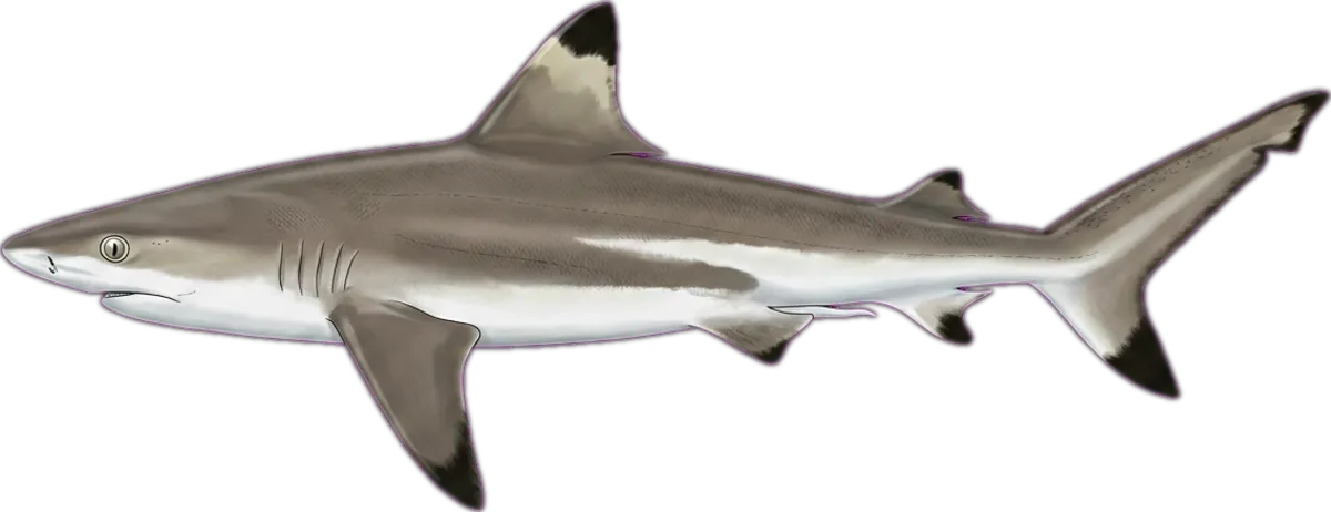 Blacktip Reef Shark illustration