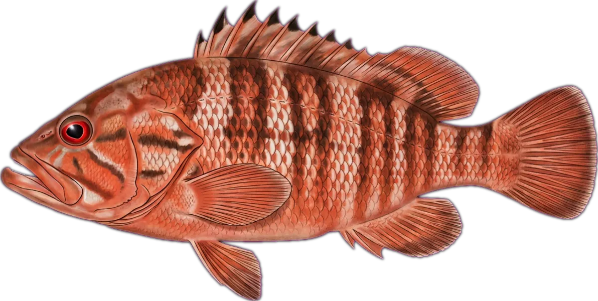 Blacktip Rockcod illustration