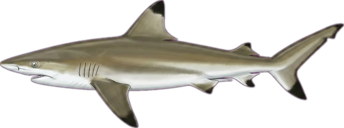 Australian Blacktip Shark illustration